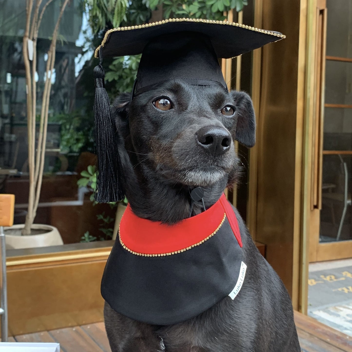 Valedictory – Red, Blue& Yellow Dog Graduation Gown & Cape | Elegant Outfit