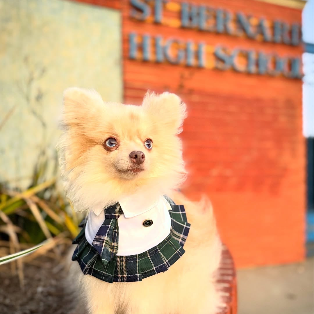 Emma School Girl Uniform for Dogs & Cats | Handmade Pet Clothing  Luko Luko