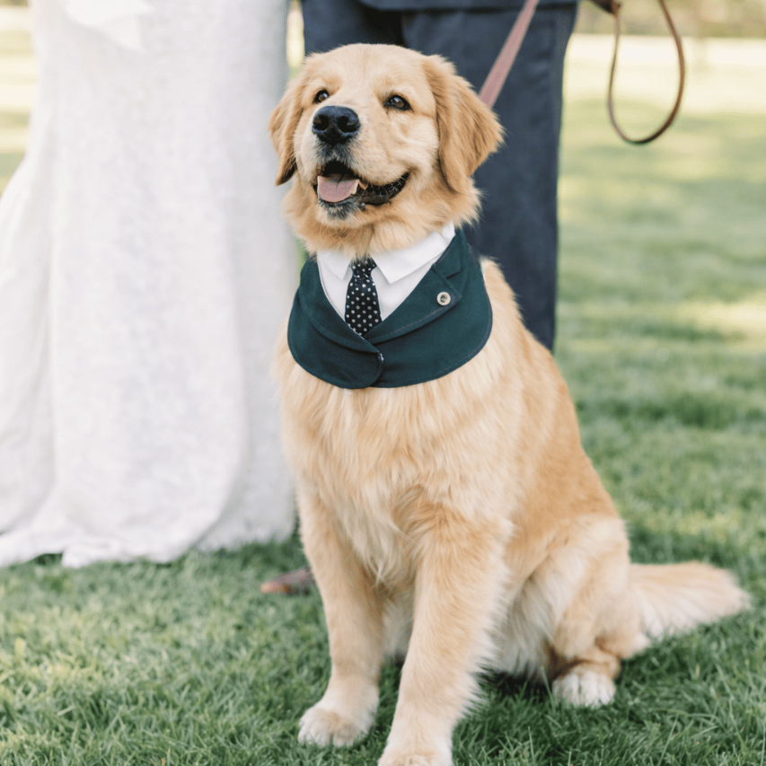 Windsor – Burgundy & Green Dog Suit | Elegant Outfit