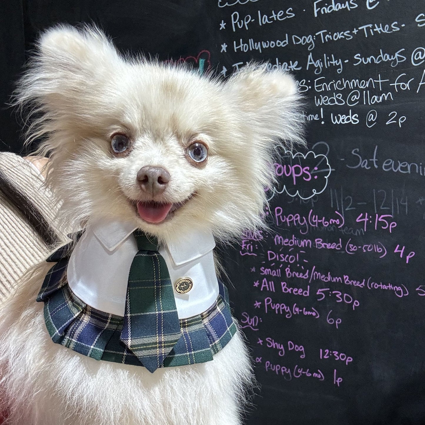 Emma – Schoolgirl Dog Outfit | Adorable Pet Uniform