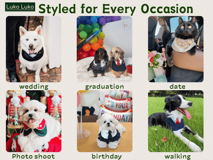 Juliette – Lace Dog Dress | Elegant Formal Style