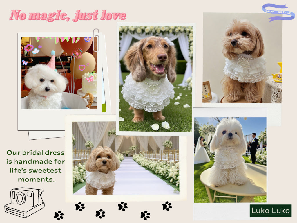 Juliette – Lace Dog Dress | Elegant Formal Style