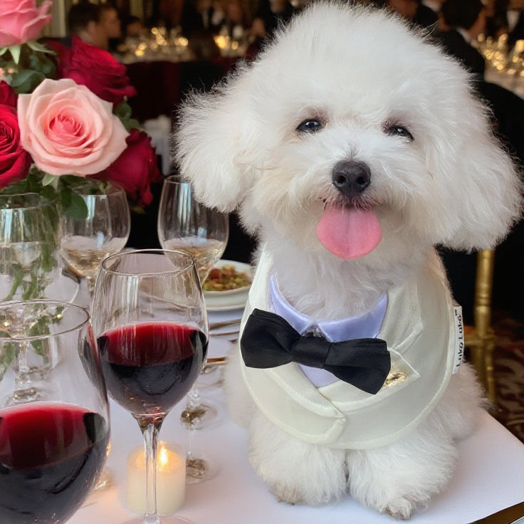 Oxford – Bowtie Suit for Dogs  | Elegant Formal Pet Outfit
