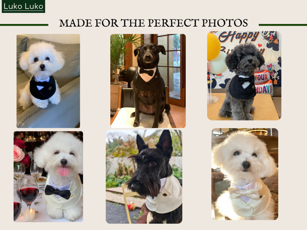 Oxford – Bowtie Suit for Dogs  | Elegant Formal Pet Outfit
