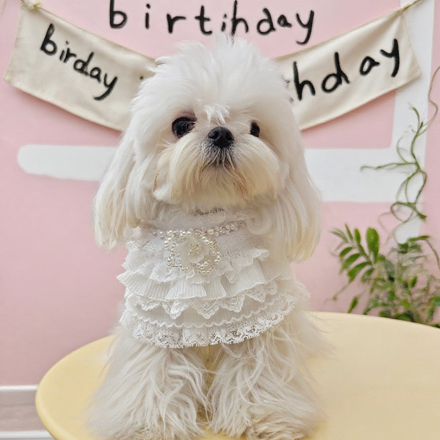 Juliette – Lace Dog Dress | Elegant Formal Style