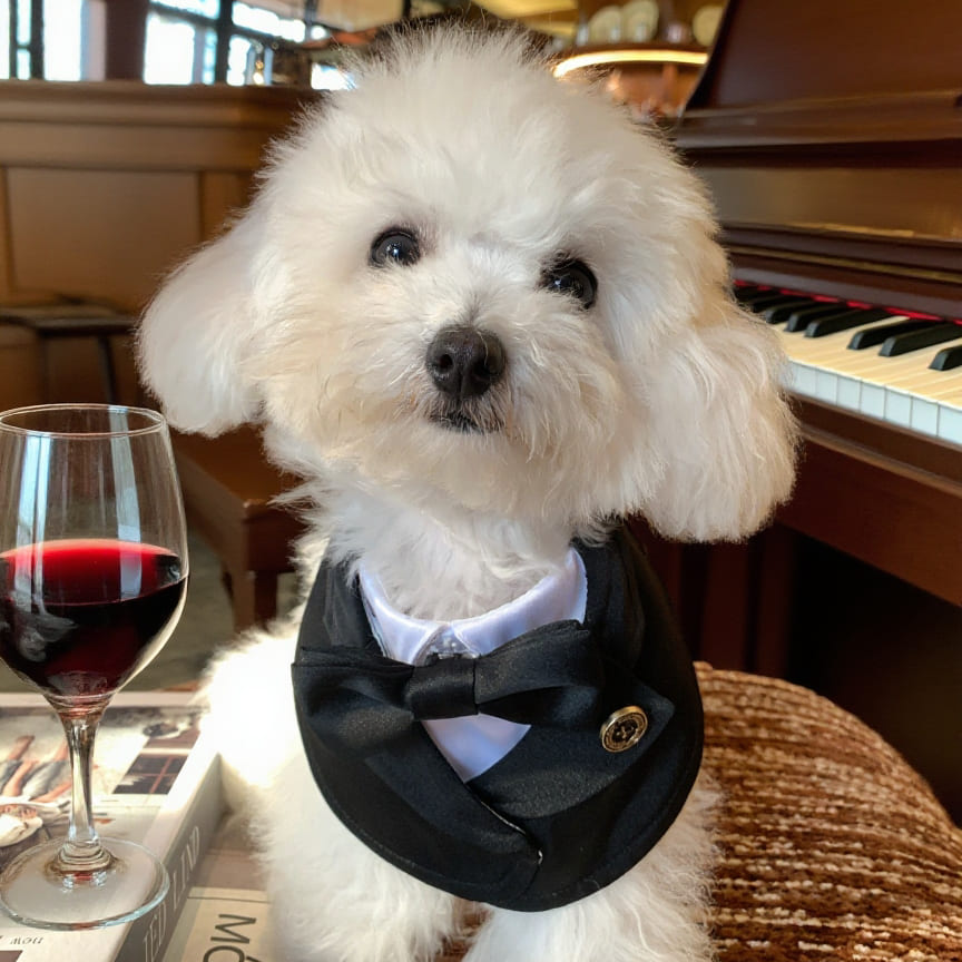 Oxford – Bowtie Suit for Dogs  | Elegant Formal Pet Outfit