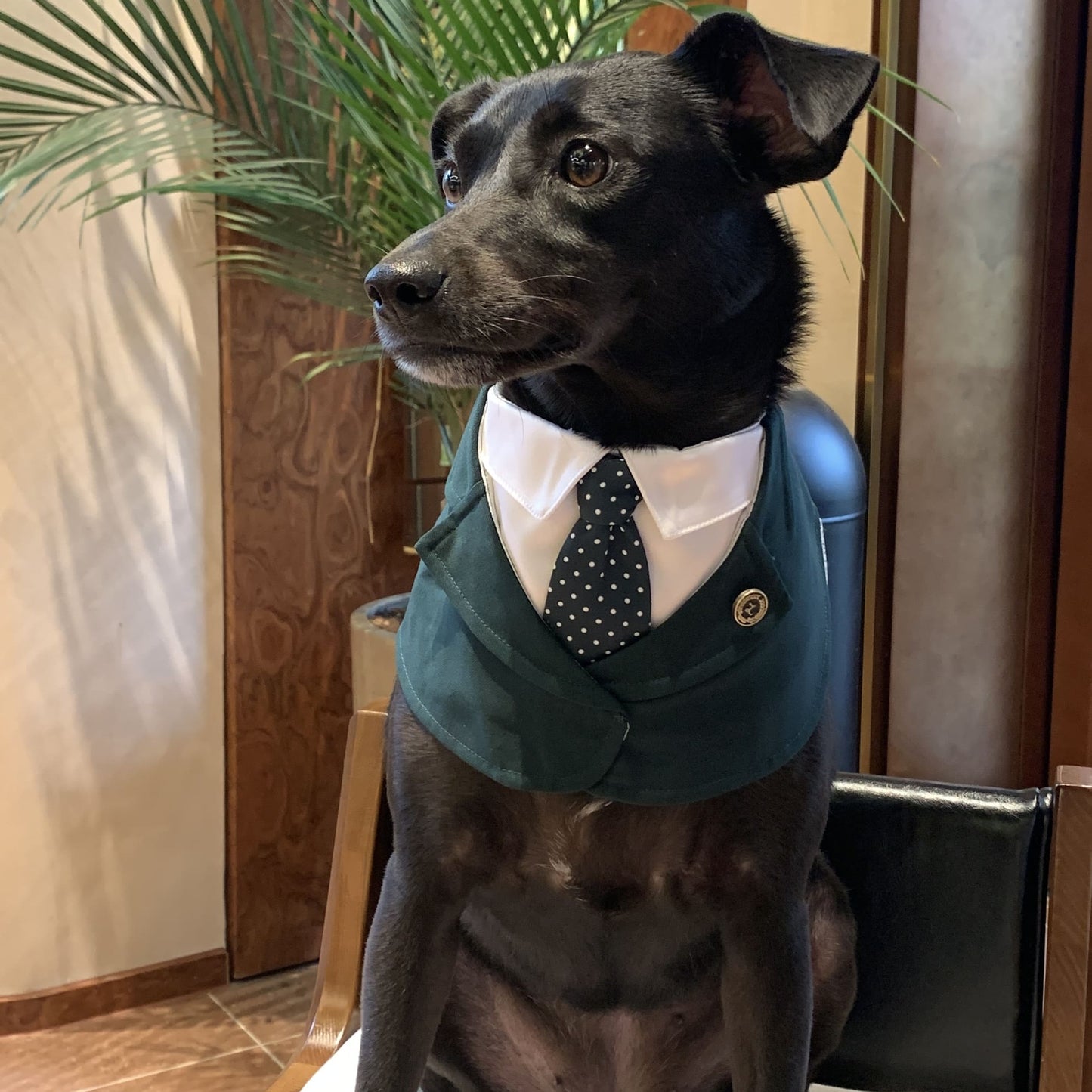 Windsor – Burgundy & Green Dog Suit | Elegant Outfit