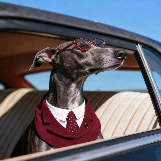 Windsor – Burgundy & Green Dog Suit | Elegant Outfit