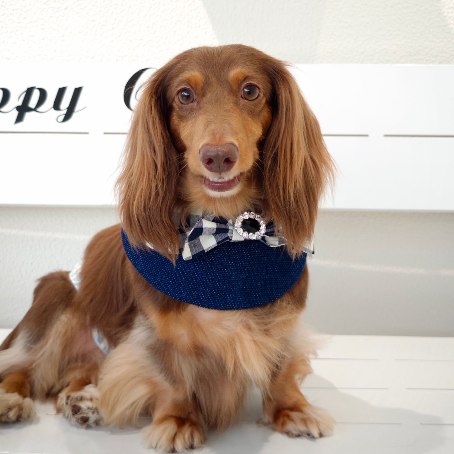 Jessie - Denim Bow Dog Cape | Western Charm & Stylish Design