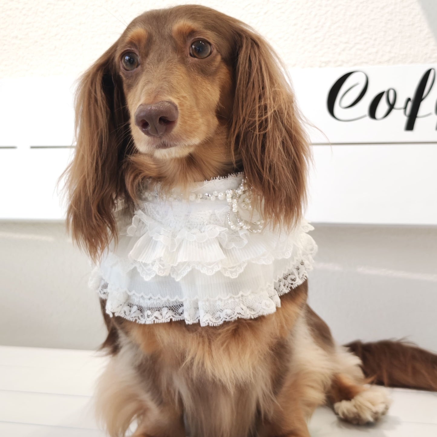 Juliette – Lace Dog Dress | Elegant Formal Style
