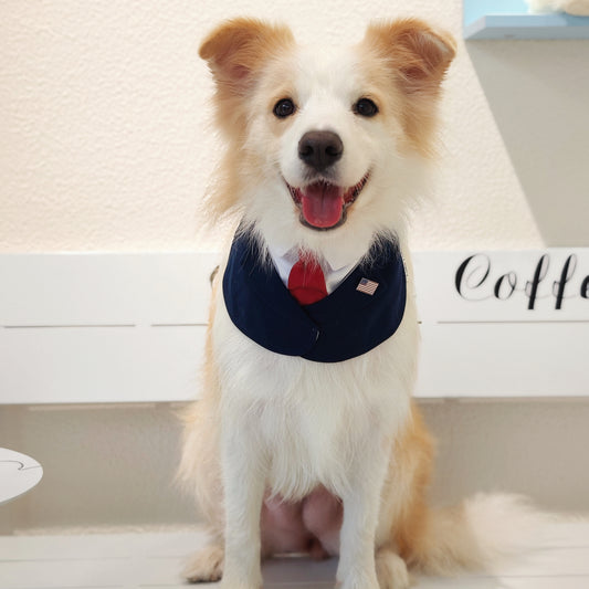 President – Red & Blue Tie Dog Suit | Formal Style