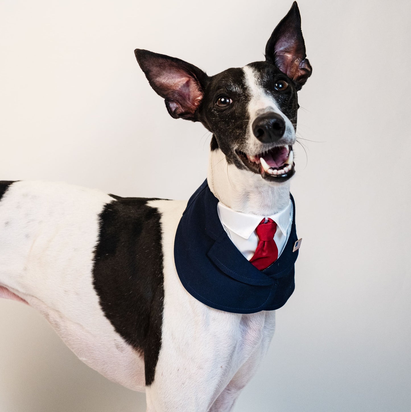 President – Red & Blue Tie Dog Suit | Formal Style