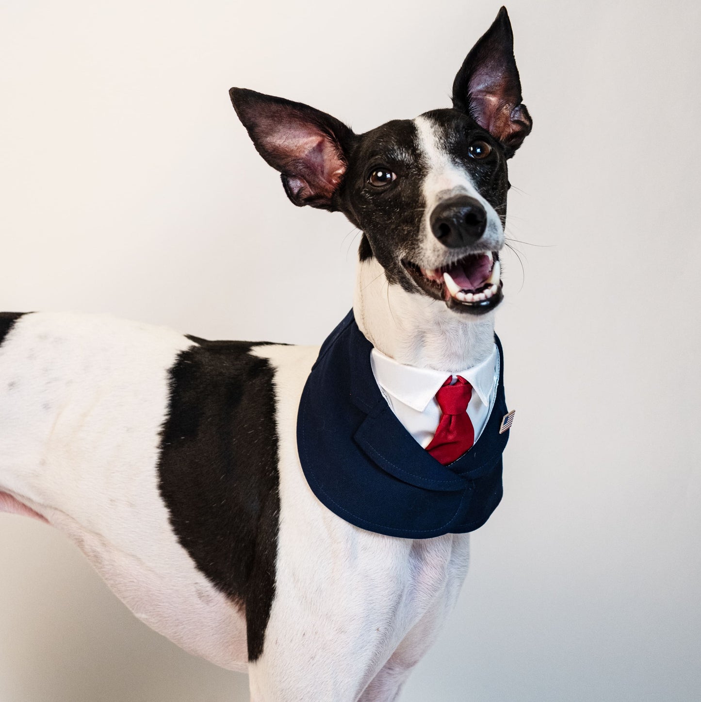 President – Red & Blue Tie Dog Suit | Formal Style