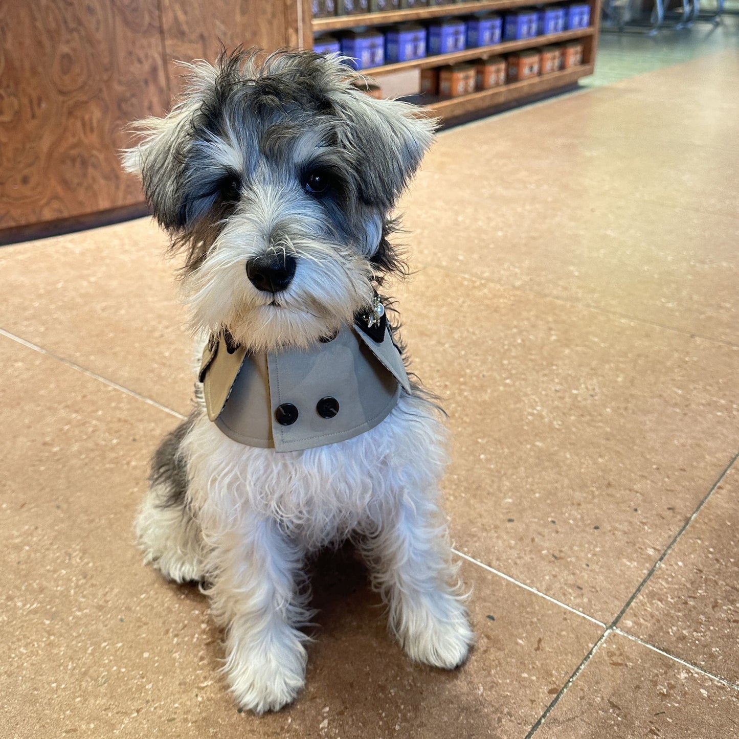 Edward – Handmade British Trench Coat One-Piece for Dogs