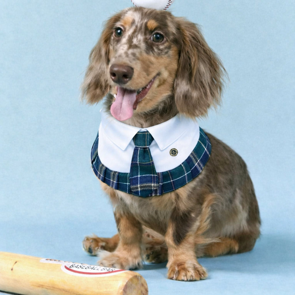 Emma – Schoolgirl Dog Outfit | Adorable Pet Uniform