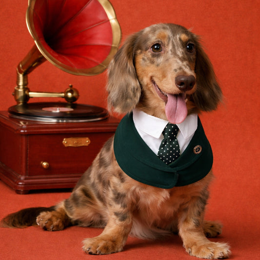 Windsor – Burgundy & Green Dog Suit | Elegant Outfit