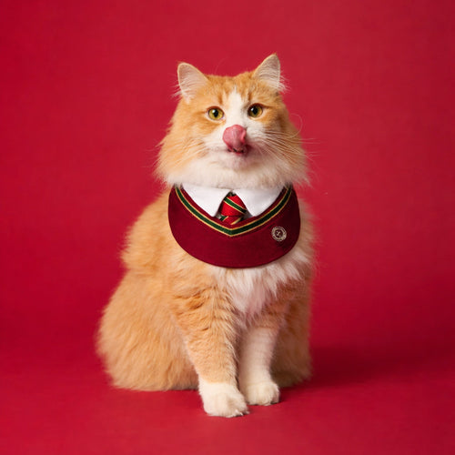 Ivy – Red & Green Preppy Dog Bandana | Stylish Occasion Wear