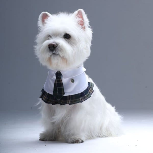 Emma – Schoolgirl Dog Outfit | Adorable Pet Uniform