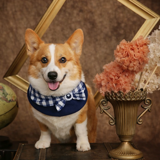 Jessie - Denim Bow Dog Cape | Western Charm & Stylish Design