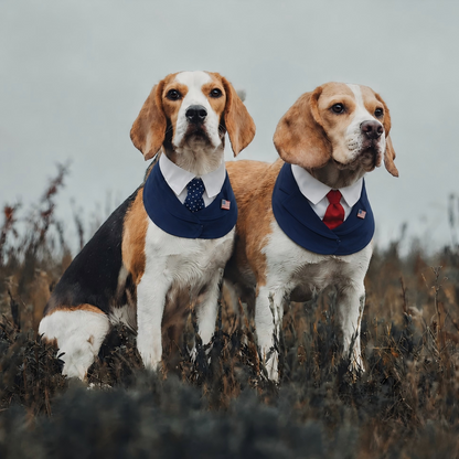 President – Red & Blue Tie Dog Suit | Formal Style