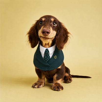 Windsor – Burgundy & Green Dog Suit | Elegant Outfit