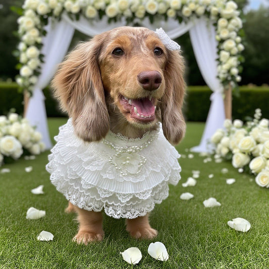 Juliette – Lace Dog Dress | Elegant Formal Style