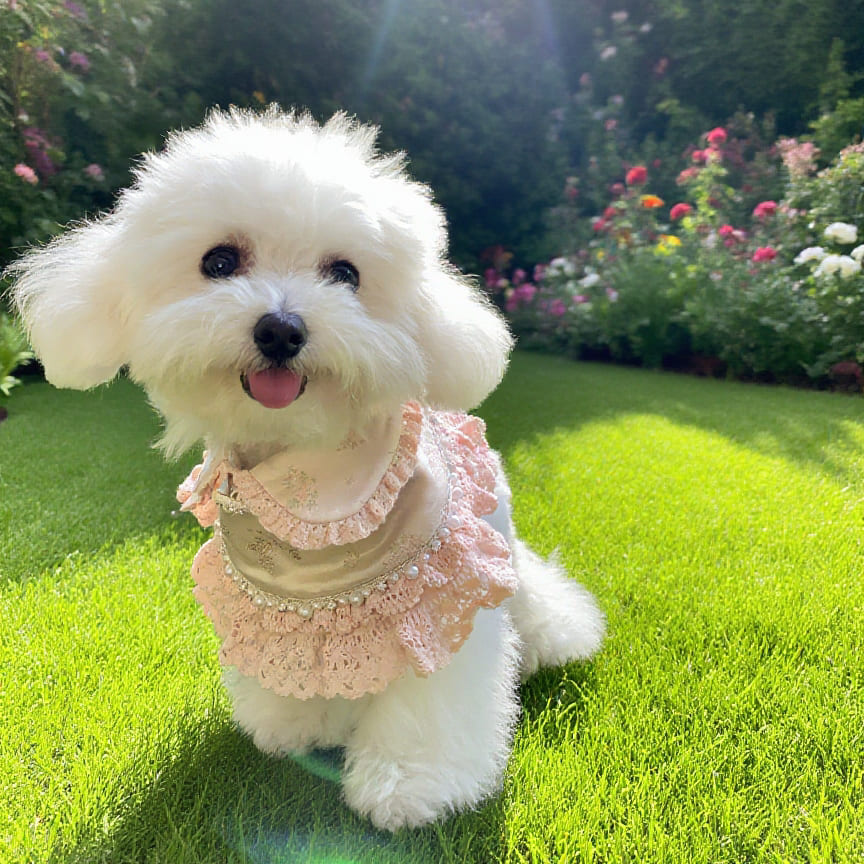 Ella –  Pink Lace Dress for Pets | Soft, Elegant, Comfortable