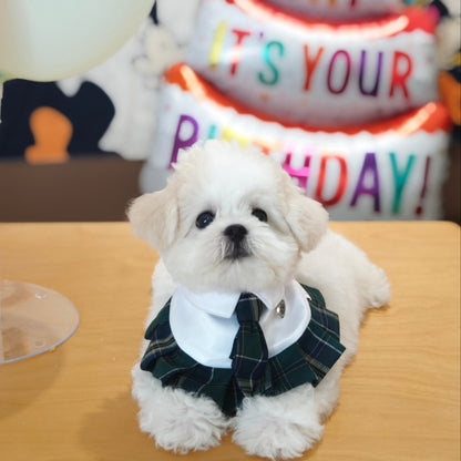 Emma – Schoolgirl Dog Outfit | Adorable Pet Uniform