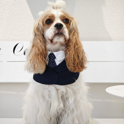 President – Red & Blue Tie Dog Suit | Formal Style