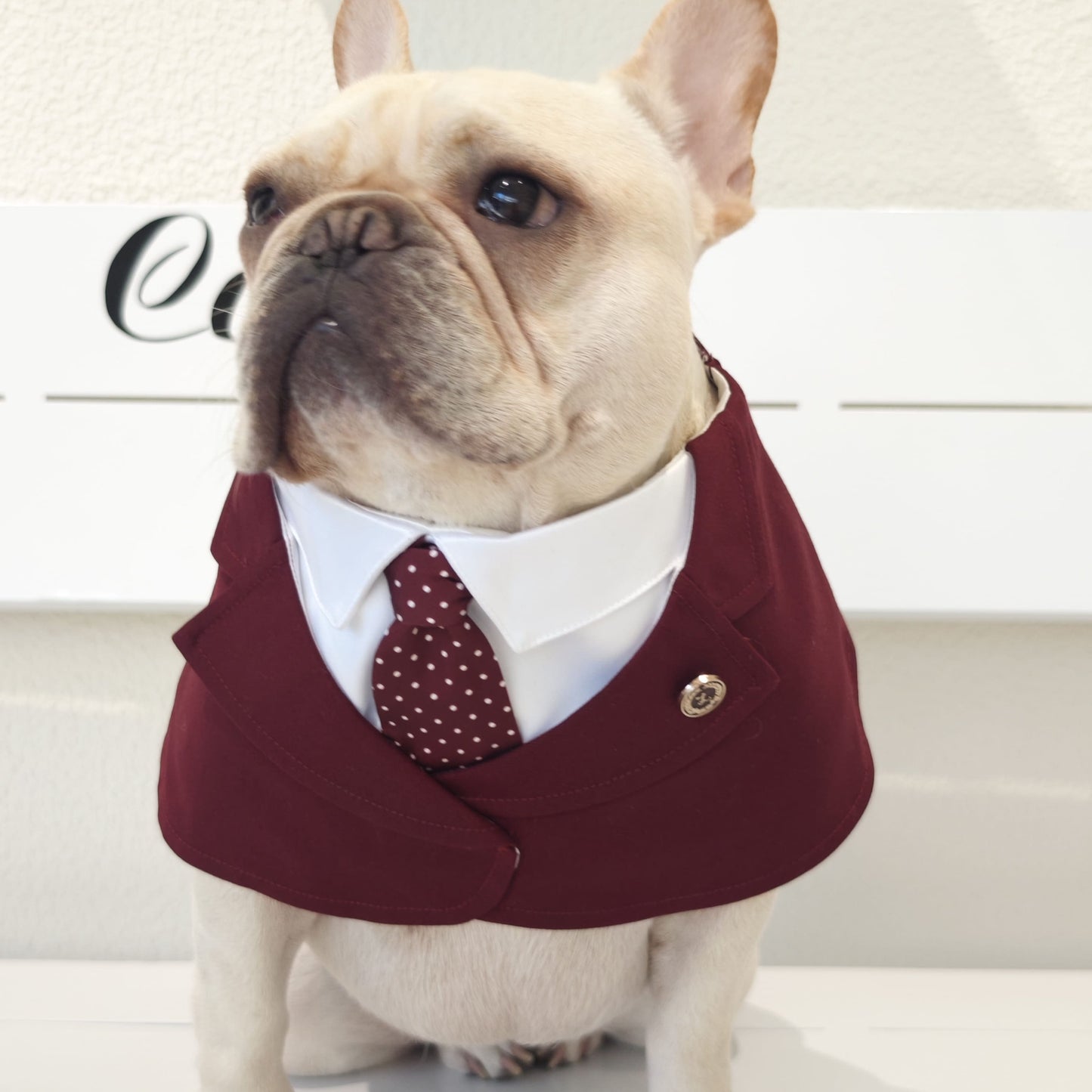 Windsor – Burgundy & Green Dog Suit | Elegant Outfit