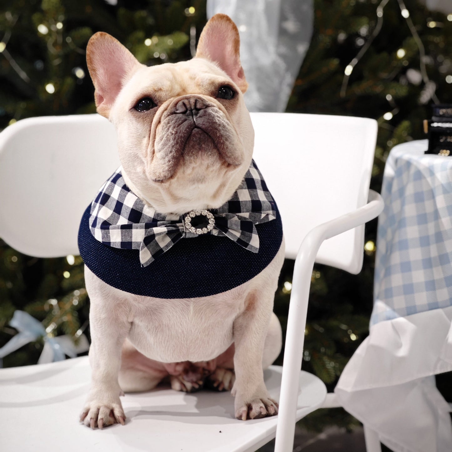 Jessie - Denim Bow Dog Cape | Western Charm & Stylish Design