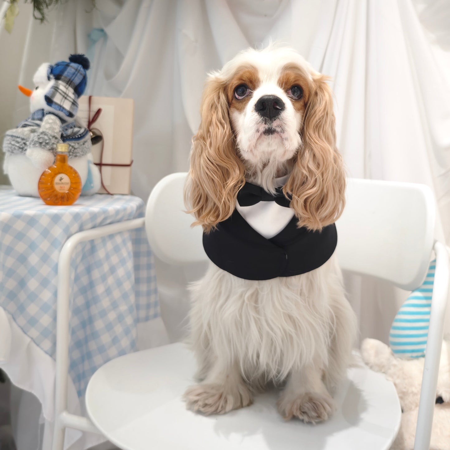 Oxford – Bowtie Suit for Dogs  | Elegant Formal Pet Outfit