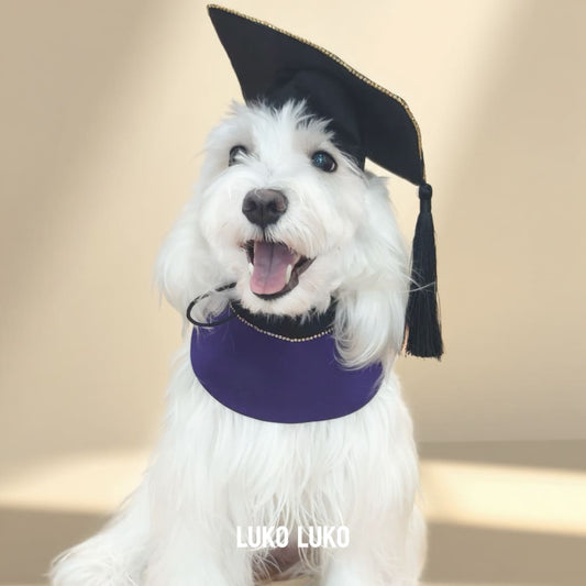 Valedictory – Red, Blue& Yellow Dog Graduation Gown & Cape | Elegant Outfit