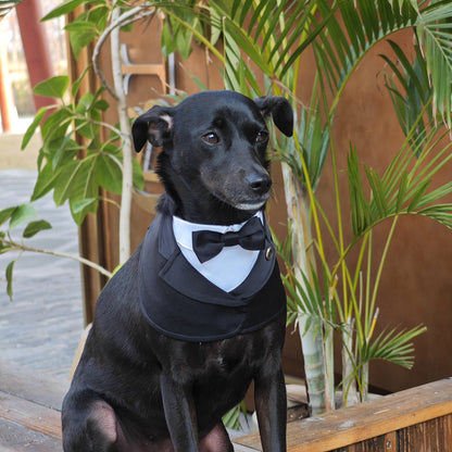 Oxford – Bowtie Suit for Dogs  | Elegant Formal Pet Outfit