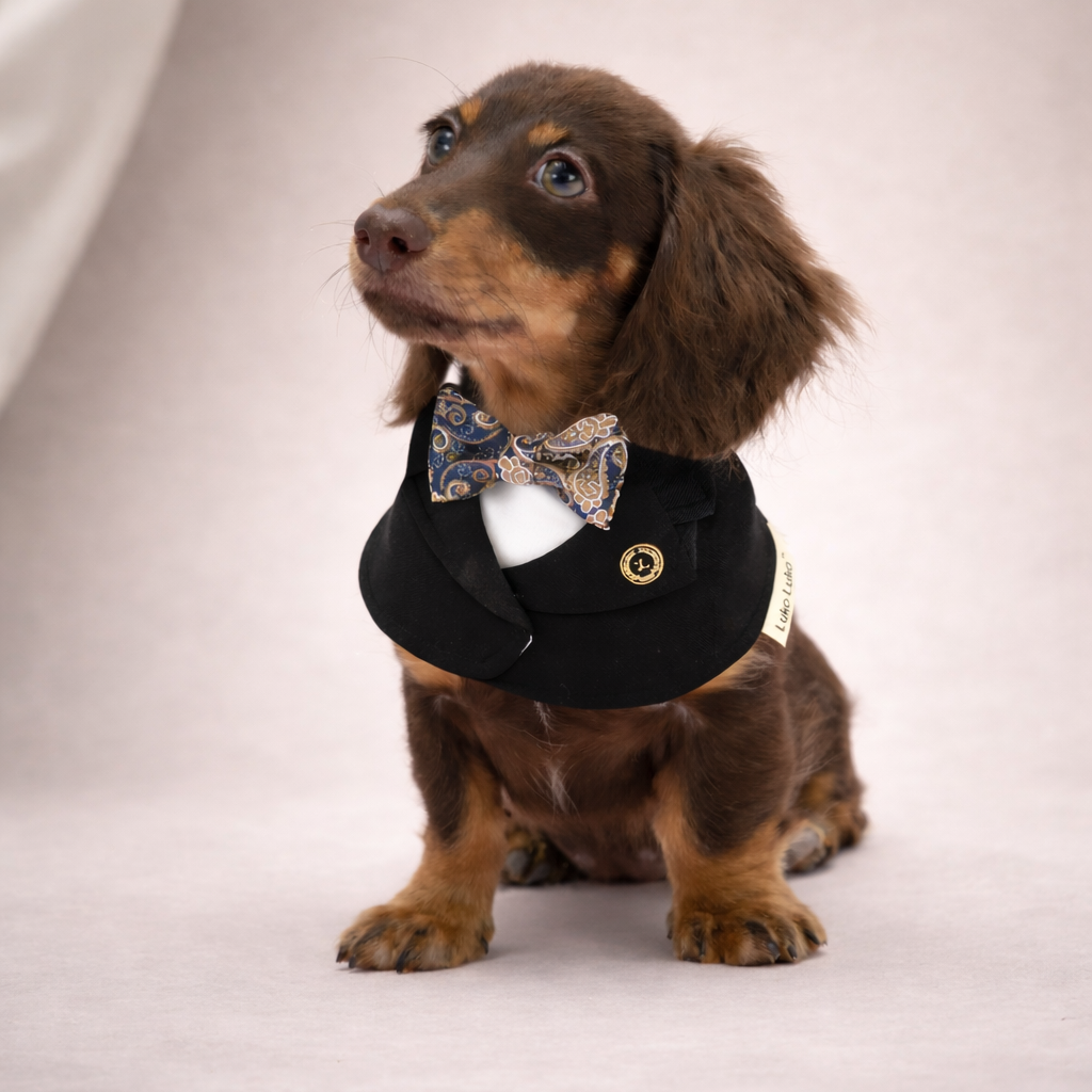 Oxford – Bowtie Suit for Dogs  | Elegant Formal Pet Outfit