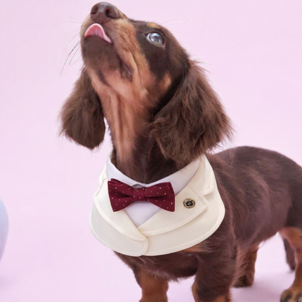 Oxford – Bowtie Suit for Dogs  | Elegant Formal Pet Outfit