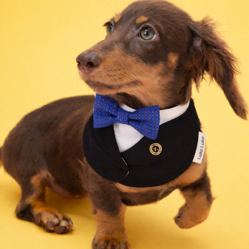 Oxford – Bowtie Suit for Dogs  | Elegant Formal Pet Outfit