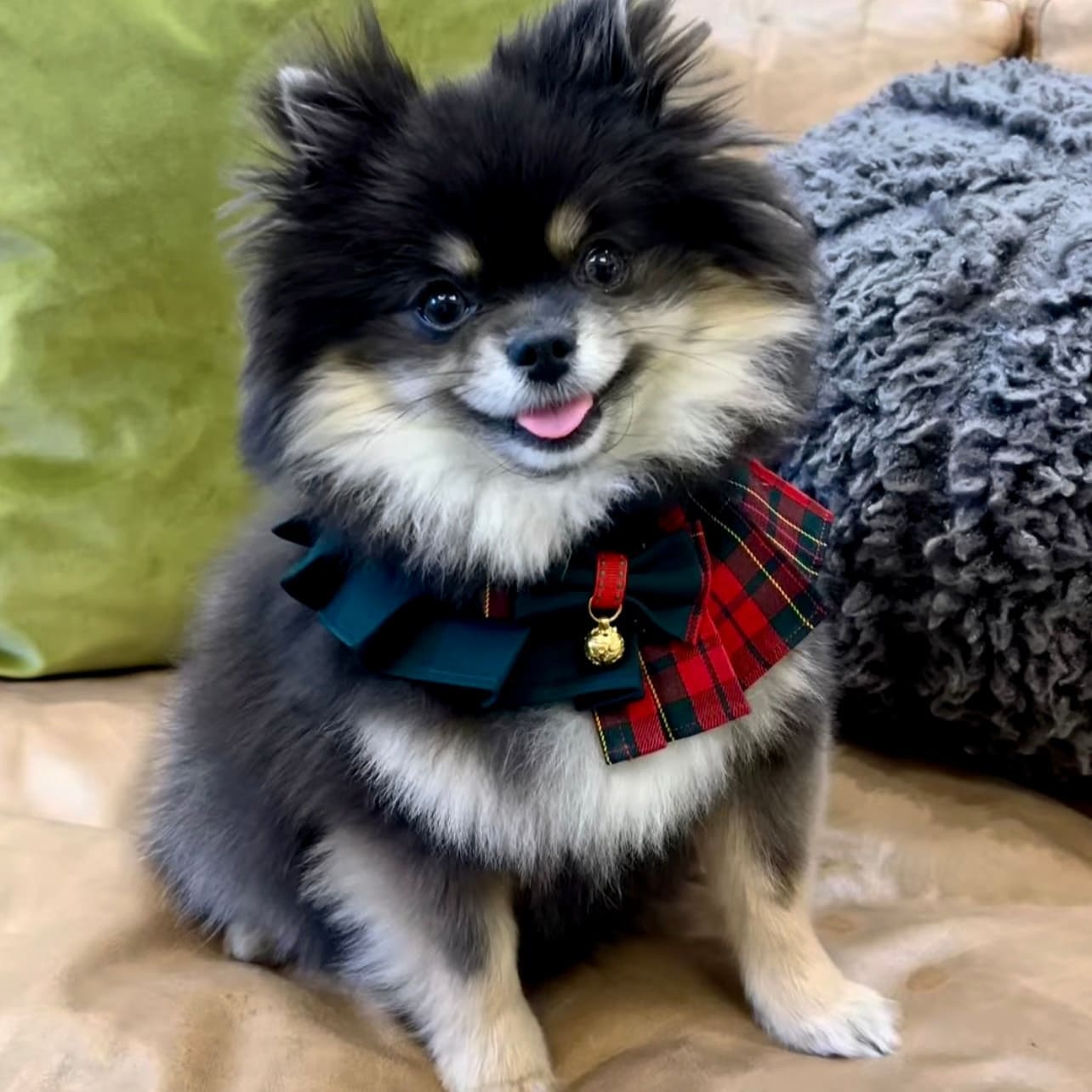 Noelle – Red & Green Plaid Dog Dress | Christmas Holiday Style