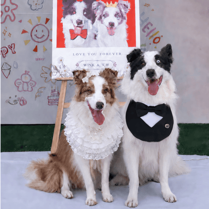 Juliette – Lace Dog Dress | Elegant Formal Style