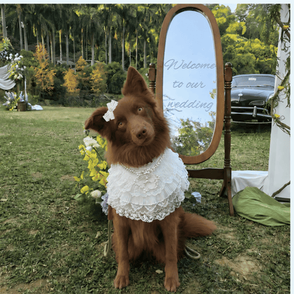 Juliette – Lace Dog Dress | Elegant Formal Style