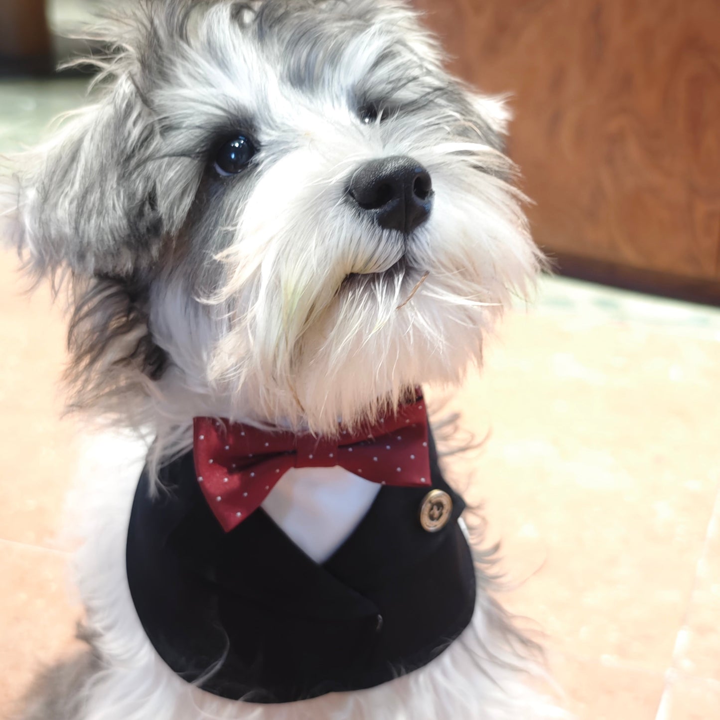 William – Burgundy Polka Dot Bow Tie