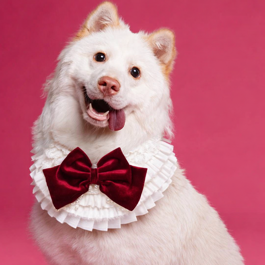 Barbara – Sweet Valentine Elegance Lace Collar with Bow Options