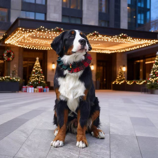 Noelle – Red & Green Plaid Dog Dress | Christmas Holiday Style