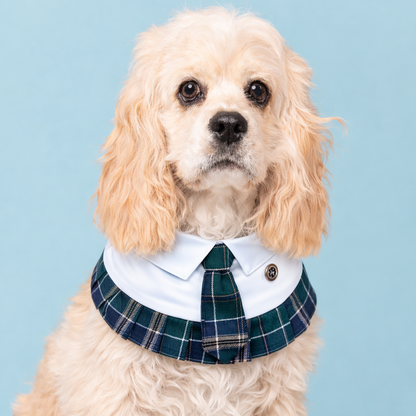 Emma – Schoolgirl Dog Outfit | Adorable Pet Uniform