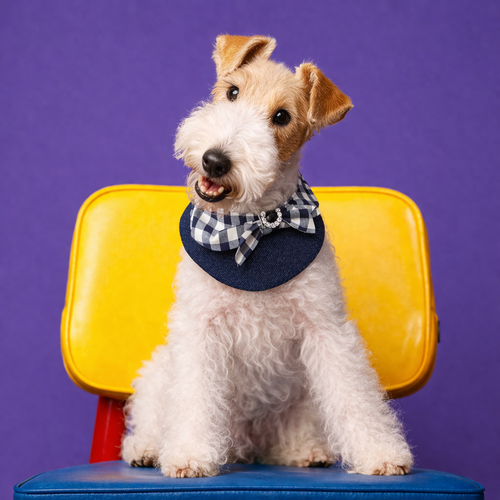 Jessie - Denim Bow Dog Cape | Western Charm & Stylish Design