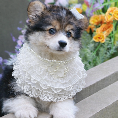 Juliette – Lace Dog Dress | Elegant Formal Style