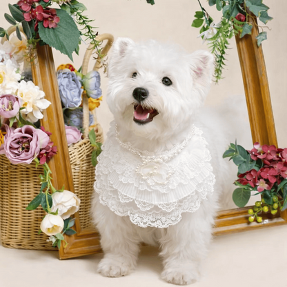 Juliette – Lace Dog Dress