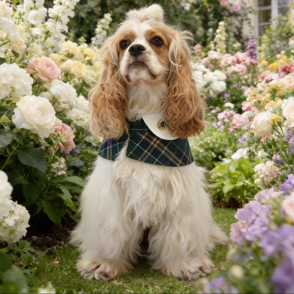 Evelyn - Green Plaid Dog Cape | Classic Elegance & Versatile Charm