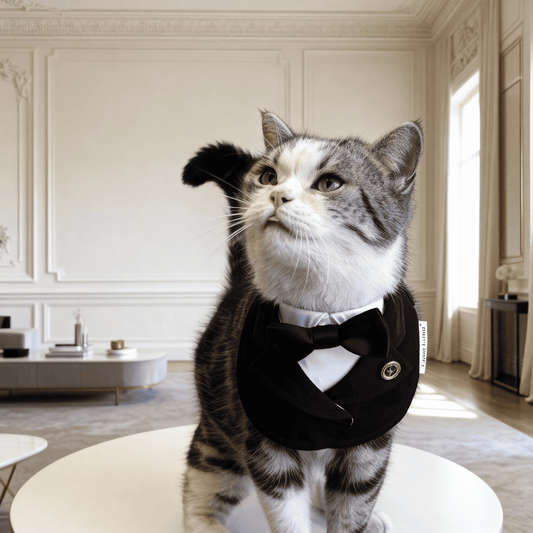 Oxford – Bowtie Suit for Dogs  | Elegant Formal Pet Outfit