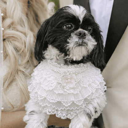 Juliette – Lace Dog Dress | Elegant Formal Style